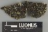  ( - H9247336)  @11 [ ] by-nc (2025) Erkka Laine Luomus