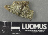  (Phaeothecales - H9243334)  @11 [ ] by-nc (2024) Erkka Laine Luomus