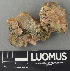  (Sarcogyne hypophaea - H9243337)  @11 [ ] by-nc (2024) Erkka Laine Luomus