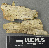  ( - H9243251)  @11 [ ] by-nc (2024) Erkka Laine Luomus