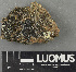  (Rhizocarpon aff. badioatrum - H9243528)  @11 [ ] by-nc (2024) Erkka Laine Luomus