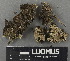  ( - H9243066)  @11 [ ] by-nc (2024) Erkka Laine Luomus