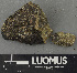  (Cryptothele - H9243159)  @11 [ ] by-nc (2024) Erkka Laine Luomus