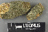  ( - H9243722)  @11 [ ] by-nc (2024) Erkka Laine Luomus