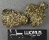  ( - H9243269)  @11 [ ] by-nc (2024) Erkka Laine Luomus
