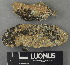  ( - H9243084)  @11 [ ] by-nc (2024) Erkka Laine Luomus