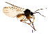  (Brevicornu cf. griseicolle - EVI-000069)  @11 [ ] by-nc (2021) Esko Viitanen Unspecified