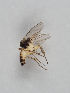  ( - MZH_GAS.252)  @11 [ ] CreativeCommons - Attribution Non-Commercial (2018) Marko Mutanen University of Oulu