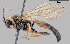  (Ichneumon holoarctiae - GL.7180)  @13 [ ] CreativeCommons - Attribution Non-Commercial (2016) Marko Mutanen University of Oulu