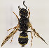 (Ancistrocerus scoticus - GP.66227)  @13 [ ] CreativeCommons - Attribution Non-Commercial (2016) Marko Mutanen University of Oulu
