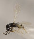  ( - GP.98447)  @11 [ ] CreativeCommons - Attribution Non-Commercial (2017) Marko Mutanen University of Oulu