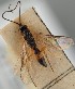 (Therophilus conspicuus - MZH_GQ.1080)  @11 [ ] by-nc (2023) Simo Vaananen Luomus
