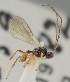  (Chorebus enephes - MZH_GQ.1158)  @11 [ ] by-nc (2023) Simo Vaananen Luomus