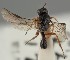  (Chorebus gedanensis - MZH_GQ.1176)  @11 [ ] by-nc (2023) Simo Vaananen Luomus