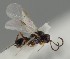  (Chorebus ampliator - MZH_GQ.1187)  @11 [ ] by-nc (2023) Simo Vaananen Luomus
