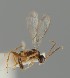  (Diaeretellus heinzei - MZH_GQ.1235)  @11 [ ] by-nc (2023) Simo Vaananen Luomus
