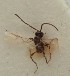  (Diaeretellus macrocarpus - MZH_GQ.1236)  @11 [ ] by-nc (2023) Simo Vaananen Luomus