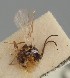  (Adialytus thelaxis - MZH_GQ.1251)  @11 [ ] by-nc (2023) Simo Vaananen Luomus