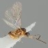  (Binodoxys heraclei - MZH_GQ.1292)  @11 [ ] by-nc (2023) Simo Vaananen Luomus