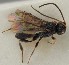  ( - MZH_GQ.1557)  @11 [ ] by-nc (2023) Simo Vaananen Luomus