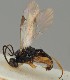  ( - MZH_GQ.1594)  @11 [ ] by-nc (2023) Simo Vaananen Luomus