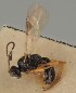  ( - MZH_GQ.1670)  @11 [ ] by-nc (2023) Simo Vaananen Luomus