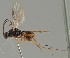  ( - MZH_GQ.1686)  @11 [ ] by-nc (2023) Simo Vaananen Luomus