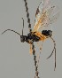  (Diospilus oleraceus - MZH_GQ.1689)  @11 [ ] by-nc (2023) Simo Vaananen Luomus