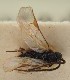  ( - MZH_GQ.1774)  @11 [ ] by-nc (2023) Simo Vaananen Luomus