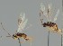  ( - MZH_GQ.1867)  @11 [ ] by-nc (2023) Simo Vaananen Luomus