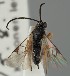  (Microgaster alebion - MZH_GQ.1881)  @11 [ ] by-nc (2023) Simo Vaananen Luomus