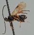  ( - MZH_GQ.1885)  @11 [ ] by-nc (2023) Simo Vaananen Luomus