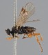  (Microgaster deceptor - MZH_GQ.1889)  @11 [ ] by-nc (2023) Simo Vaananen Luomus