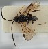  ( - MZH_GQ.1902)  @11 [ ] by-nc (2023) Simo Vaananen Luomus