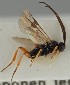  ( - MZH_GQ.1915)  @11 [ ] by-nc (2023) Simo Vaananen Luomus