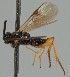  (Microgaster uliginosa - MZH_GQ.1917)  @11 [ ] by-nc (2023) Simo Vaananen Luomus
