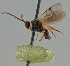  ( - MZH_GQ.1926)  @11 [ ] by-nc (2023) Simo Vaananen Luomus