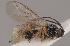  (Chorebus glabriculus - MZH_GQ.256)  @11 [ ] by-nc (2021) Simo Vaananen Luomus