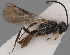  (Chorebus fuscipennis - MZH_GQ.262)  @11 [ ] by-nc (2021) Simo Vaananen Luomus