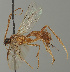  (Homolobus annulicornis - MZH_GQ.506)  @11 [ ] by-nc (2021) Simo Väänänen Luomus