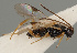  (Diolcogaster flavipes - MZH_GQ.543)  @11 [ ] by-nc (2021) Simo Vaananen Luomus