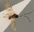  (Opius caricivorae - MZH_GQ.585)  @11 [ ] by-nc (2021) Simo Väänänen Luomus