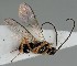  ( - MZH_GQ.95)  @11 [ ] by-nc (2021) Simo Vaananen Luomus