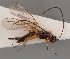  (Chorebus ruficollis - MZH_GQ.950)  @11 [ ] by-nc (2021) Simo Vaananen Luomus
