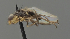 (Acartophthalmus pusio - GV.12186)  @11 [ ] by-nc (2025) Erkka Laine Luomus