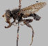  (Parhelophilus sibiricus - MZH_GV.47952)  @11 [ ] by-nc (2021) Marko Mutanen University of Oulu