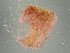  (Polysiphonia fibrillosa - H5007546)  @11 [ ] by-nc (2018) Marko Mutanen University of Oulu