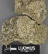 (Lecanora umbrosa - H9234085)  @11 [ ] by-nc (2023) Erkka Laine Luomus