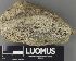  ( - H9235001)  @11 [ ] by-nc (2023) Erkka Laine Luomus