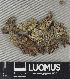  ( - H9235038)  @11 [ ] by-nc (2023) Erkka Laine Luomus